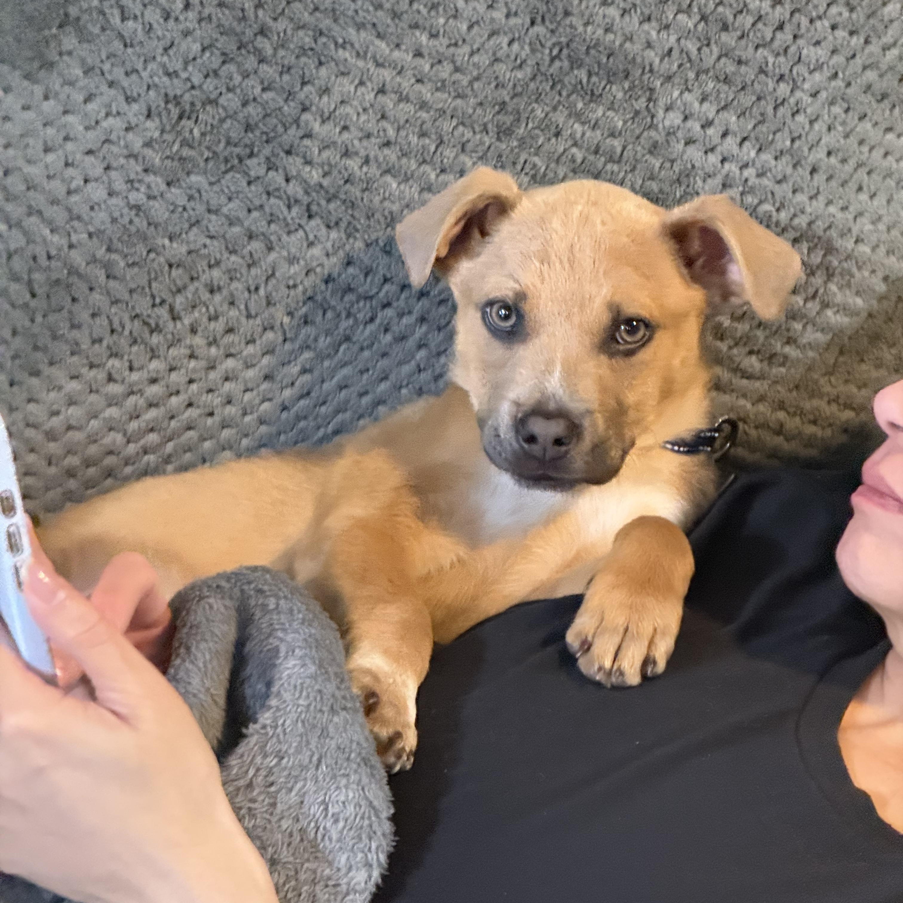 Enlarge Gabe, a ADOPTABLE mixed breed in East Hartland, CT image 1/6