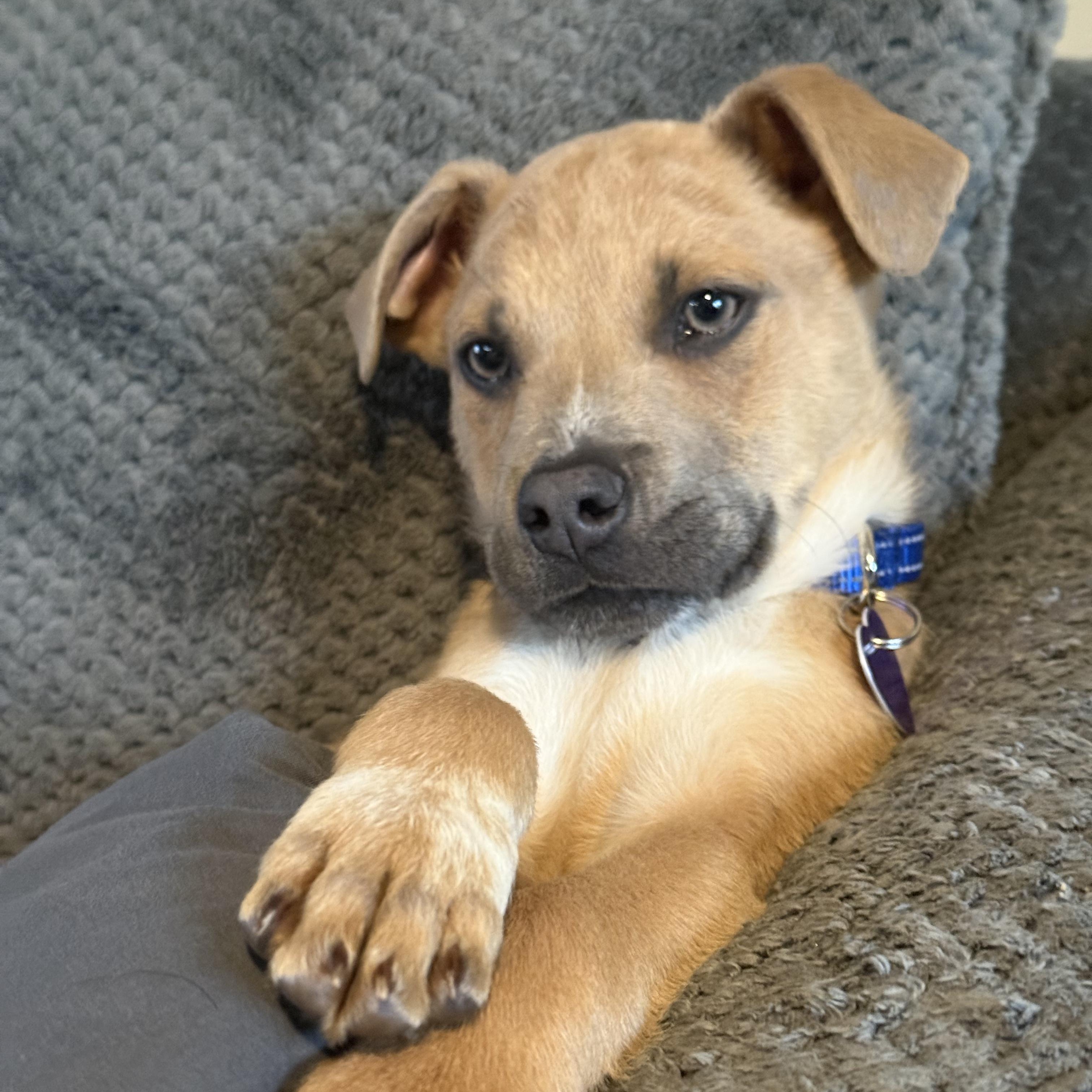 Enlarge Gabe, a ADOPTABLE mixed breed in East Hartland, CT image 2/6