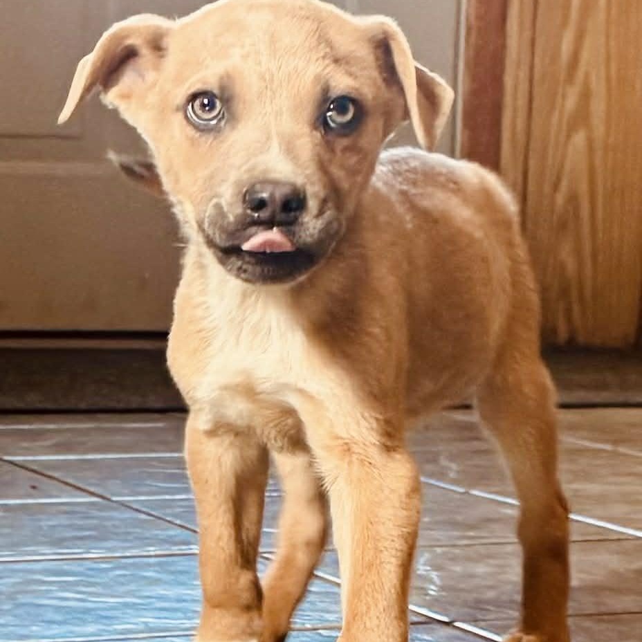 Enlarge Gabe, a ADOPTABLE mixed breed in East Granby, CT image 3/6