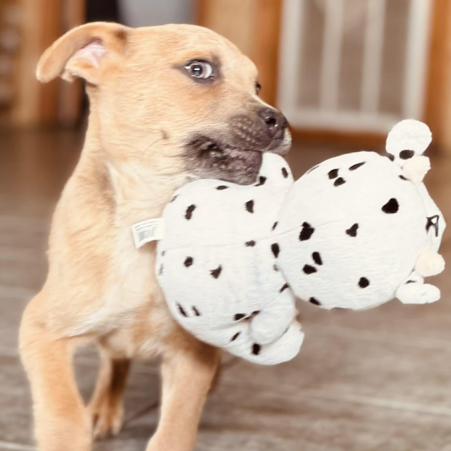 Enlarge Gabe, a ADOPTABLE mixed breed in East Granby, CT image 5/6