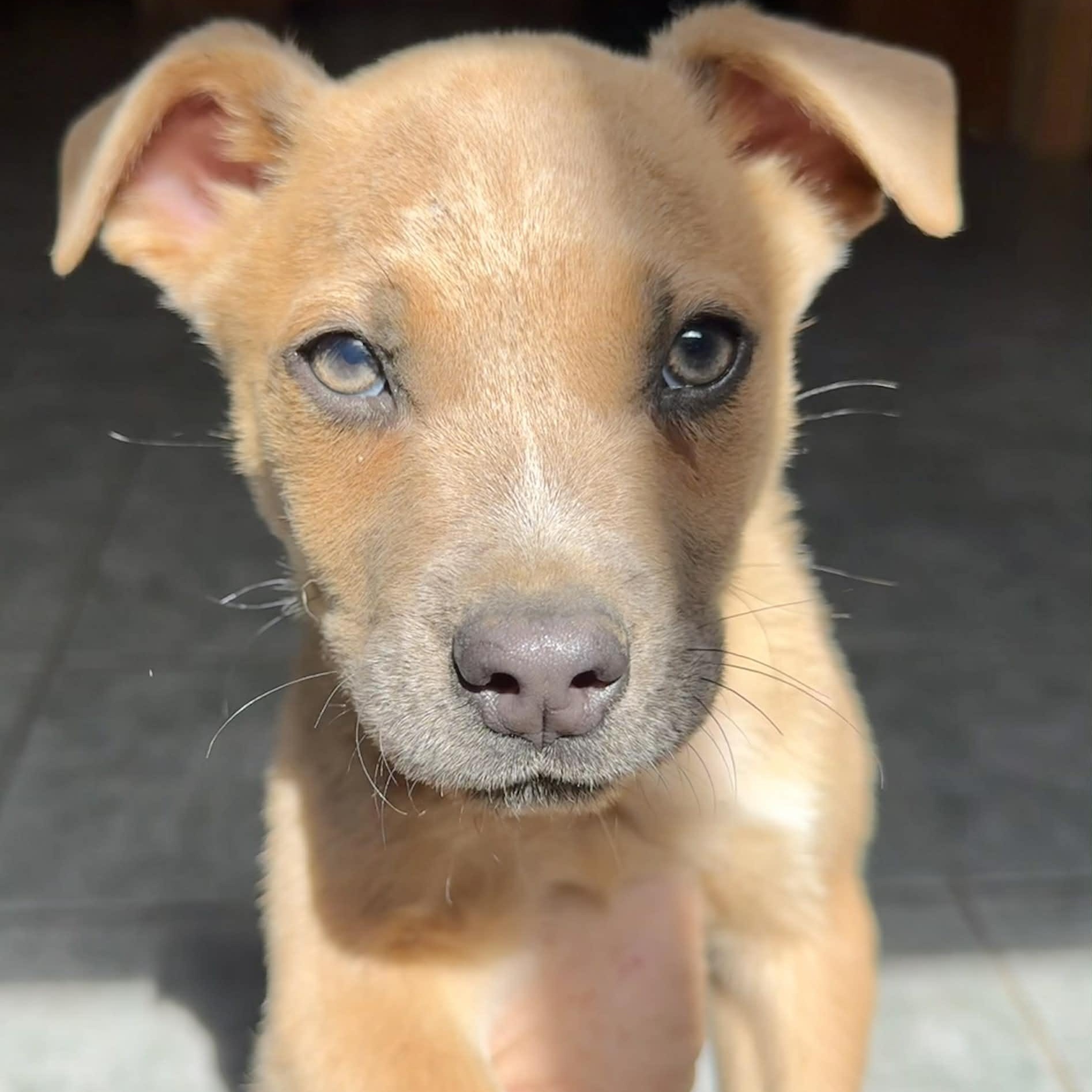 Gabe, ADOPTABLE, Puppy Male Weimaraner & Labrador Retriever.