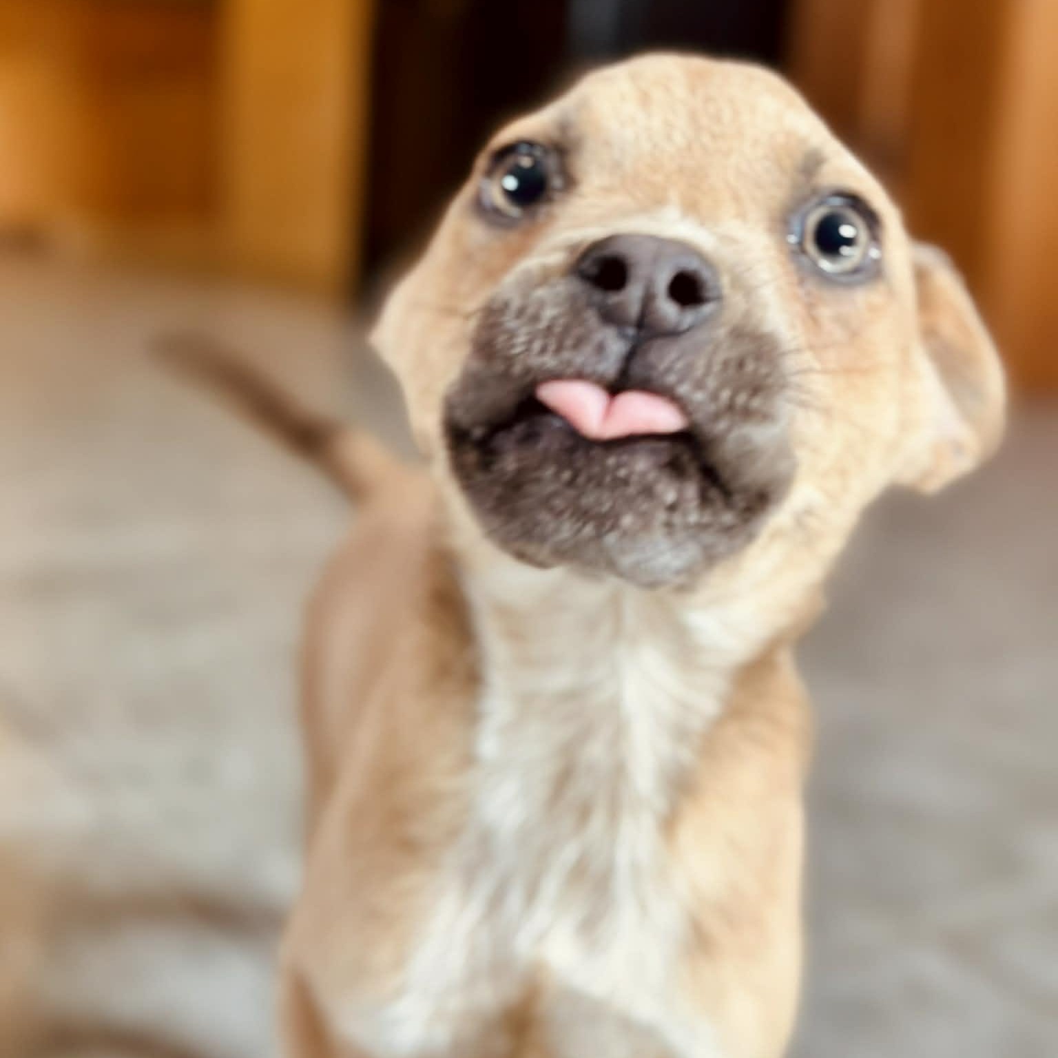 Enlarge Gabe, a ADOPTABLE mixed breed in East Granby, CT image 4/6