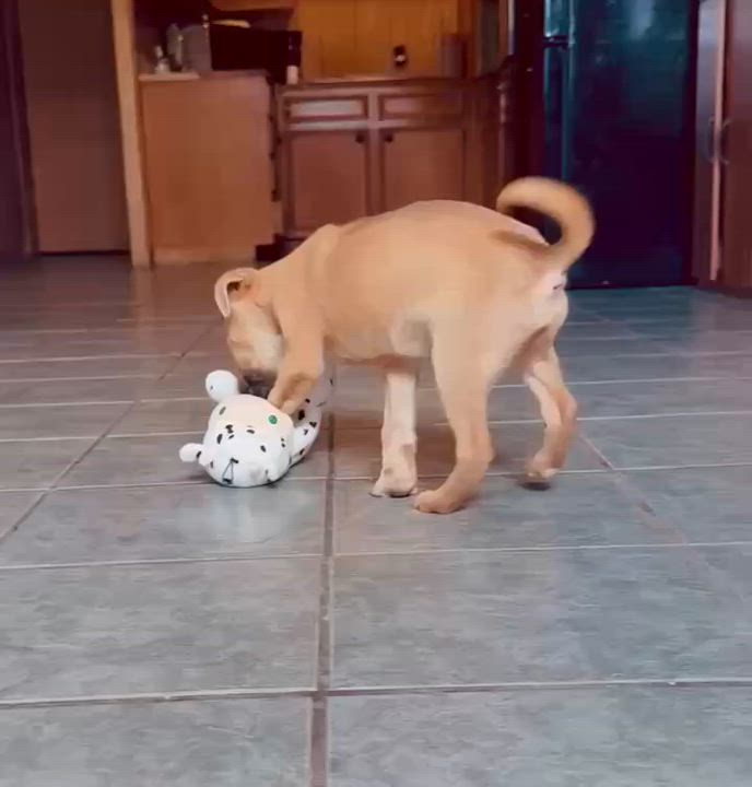 Enlarge Gabe, a ADOPTABLE mixed breed in East Granby, CT video 6/6