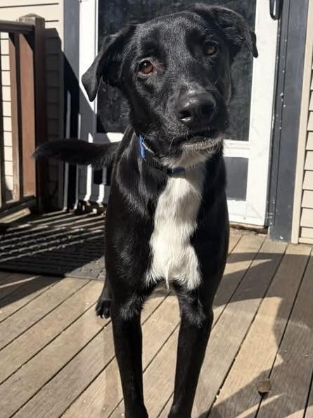 Enlarge Karson, a Adoptable mixed breed in Lee, NH image 3/6