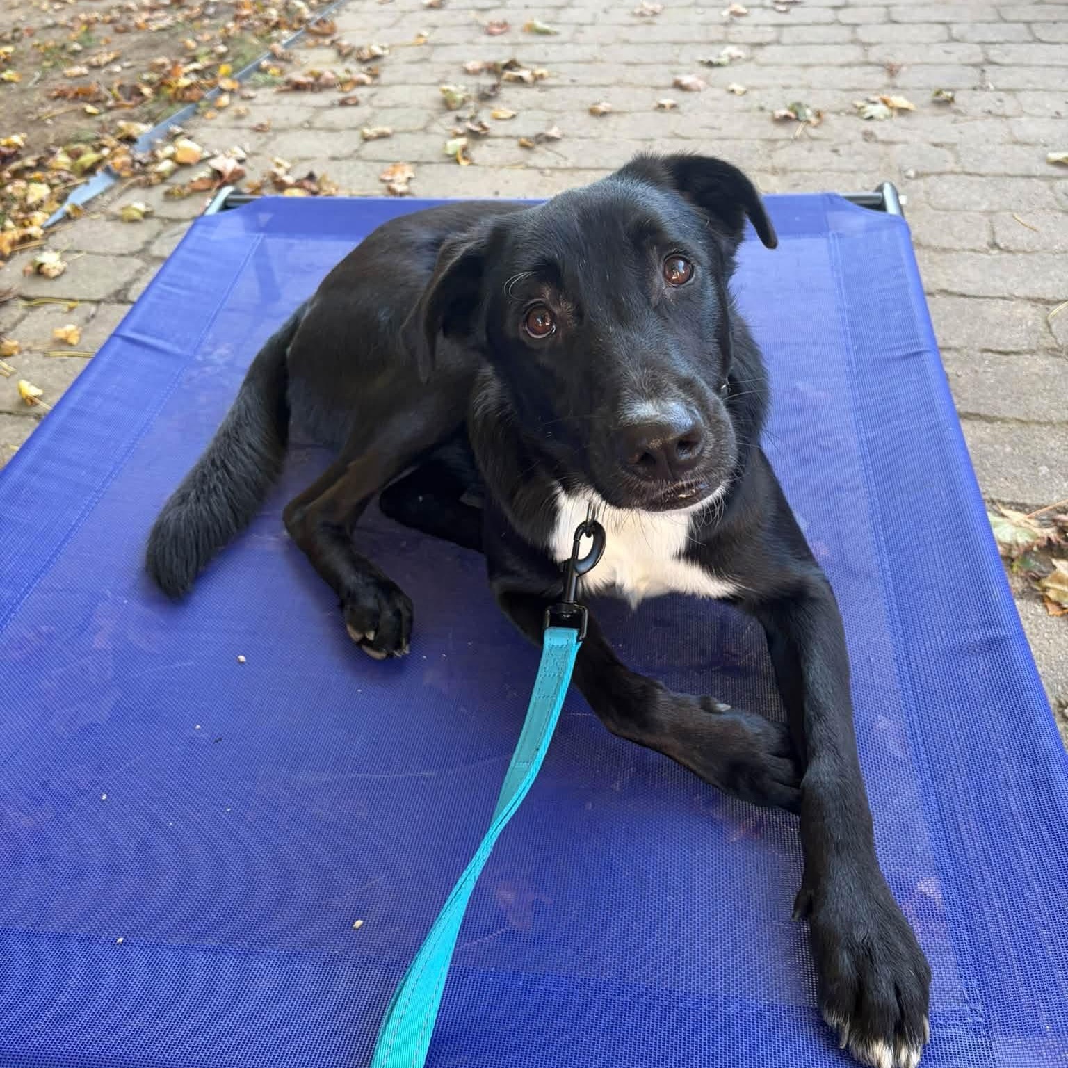 Enlarge Karson, a Adoptable mixed breed in Lee, NH image 2/6