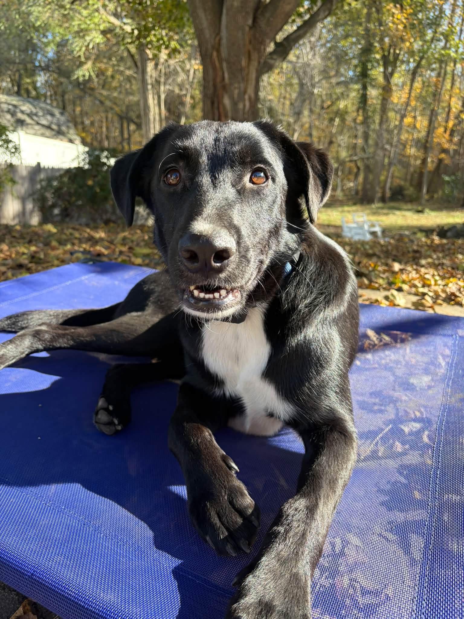 Enlarge Karson, a Adoptable mixed breed in Lee, NH image 1/6