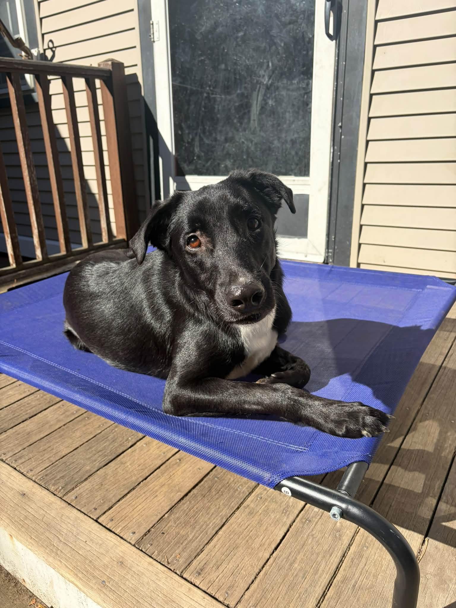 Enlarge Karson, a Adoptable mixed breed in Lee, NH image 4/6