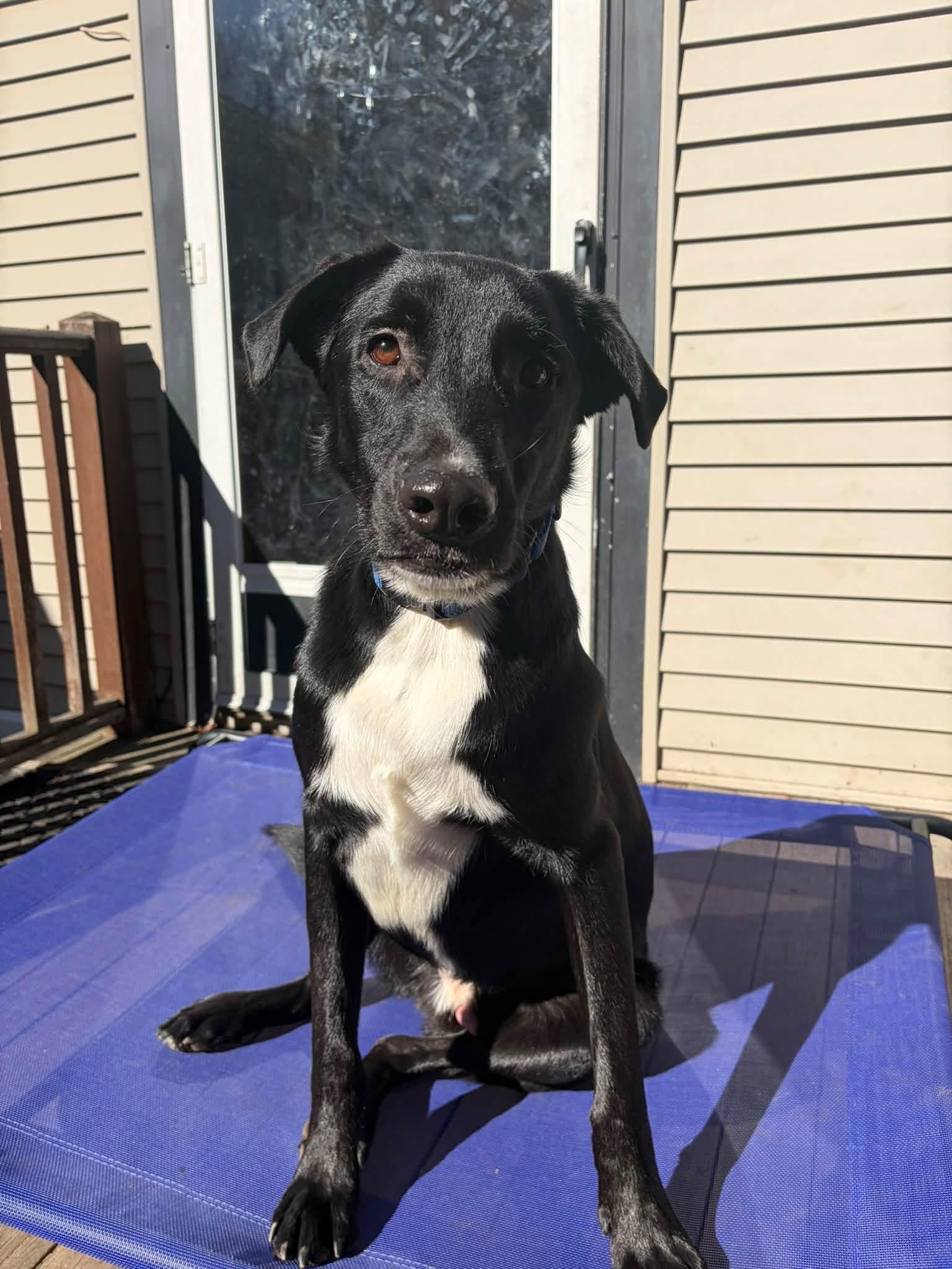 Enlarge Karson, a Adoptable mixed breed in Lee, NH image 5/6