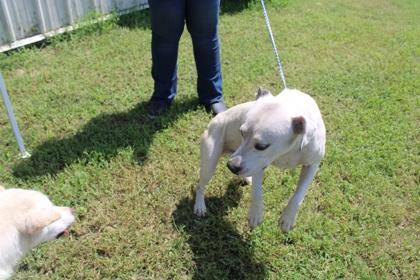 Dean, Adoptable, Adult Male Mixed Breed & Mixed Breed.