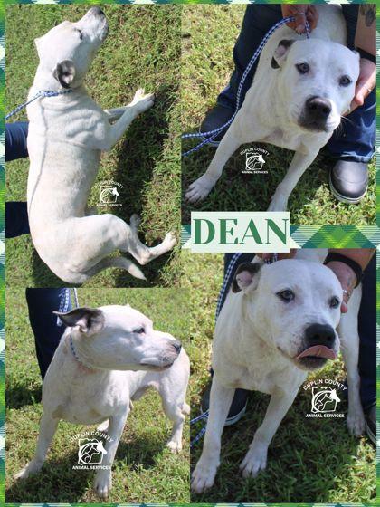 Enlarge Dean, a Adoptable mixed breed in Kenansville, NC image 2/3
