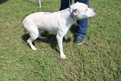 Enlarge Dean, a Adoptable mixed breed in Kenansville, NC image 3/3
