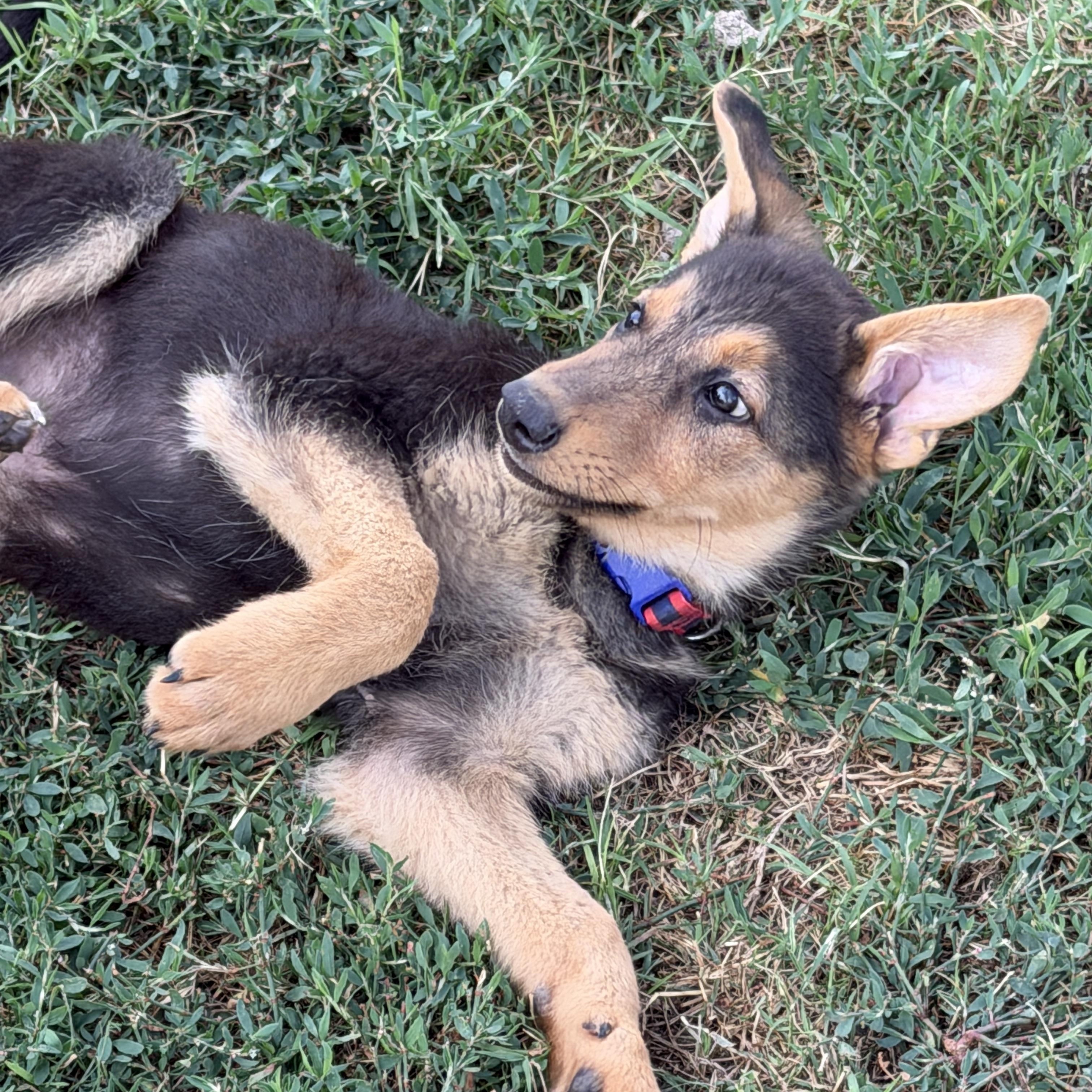 Enlarge Bolt, an adoptable mixed breed in Gilbert, AZ image 4/6