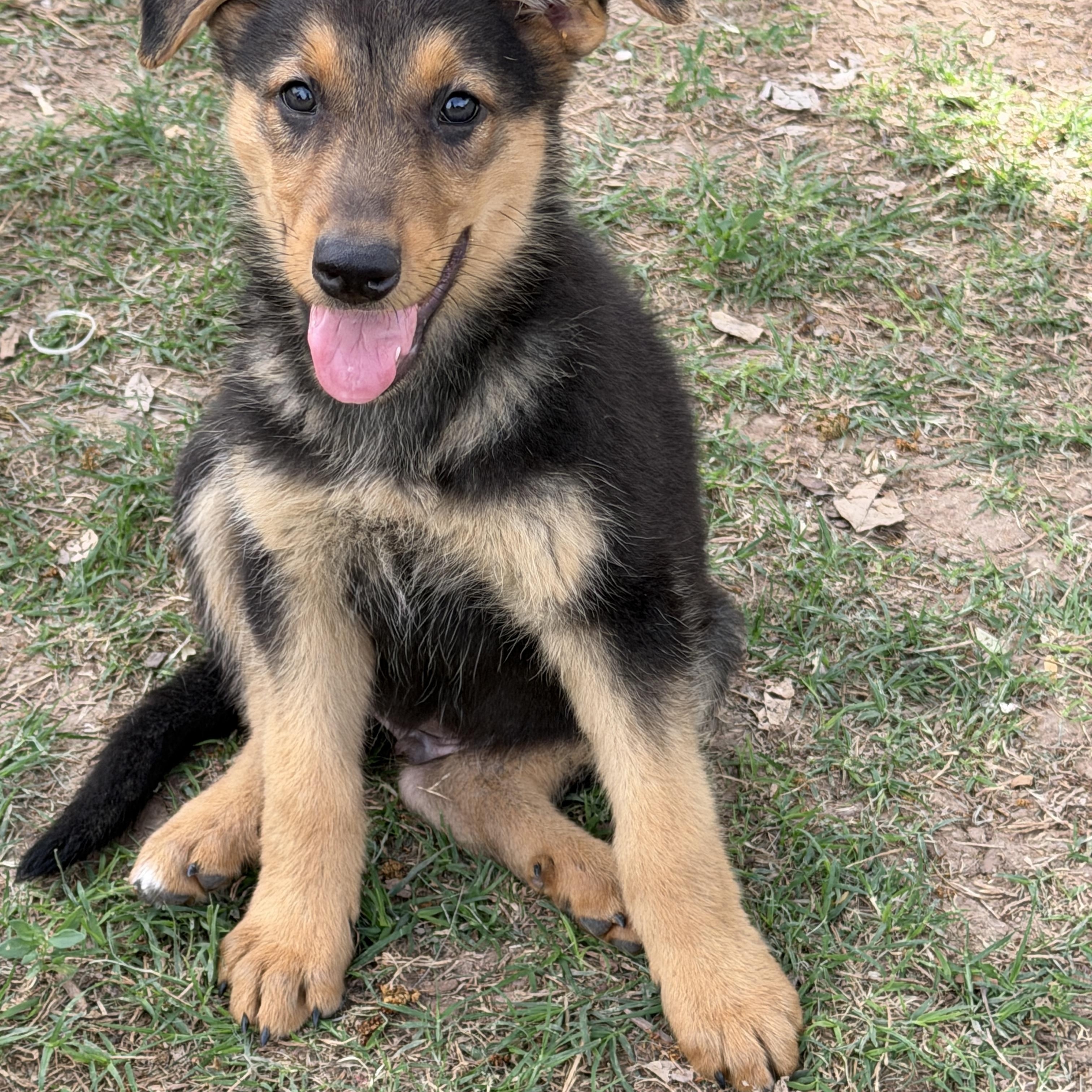Bolt, adoptable, Puppy Male German Shepherd Dog & Shepherd.