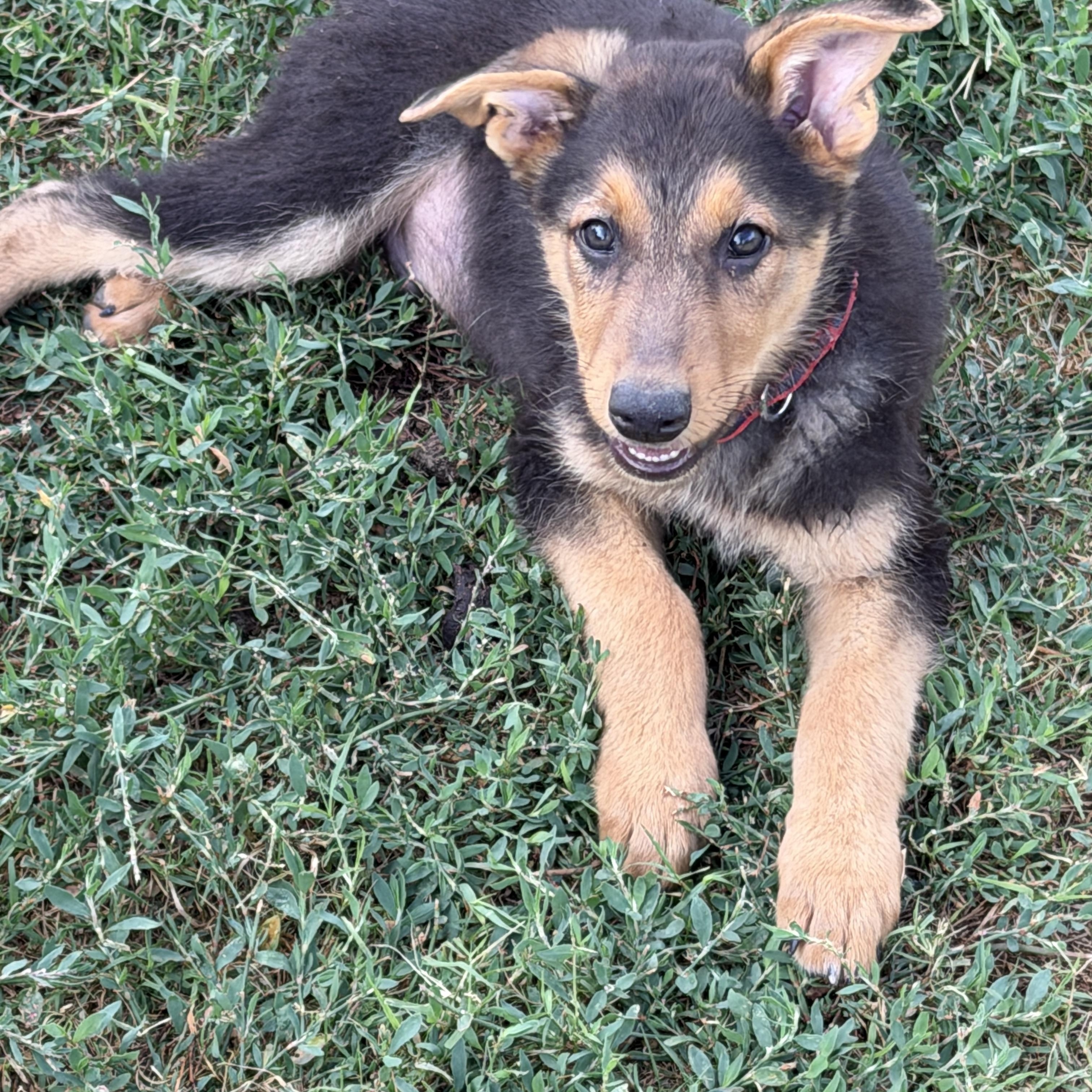 Enlarge Bolt, an adoptable mixed breed in Gilbert, AZ image 2/6