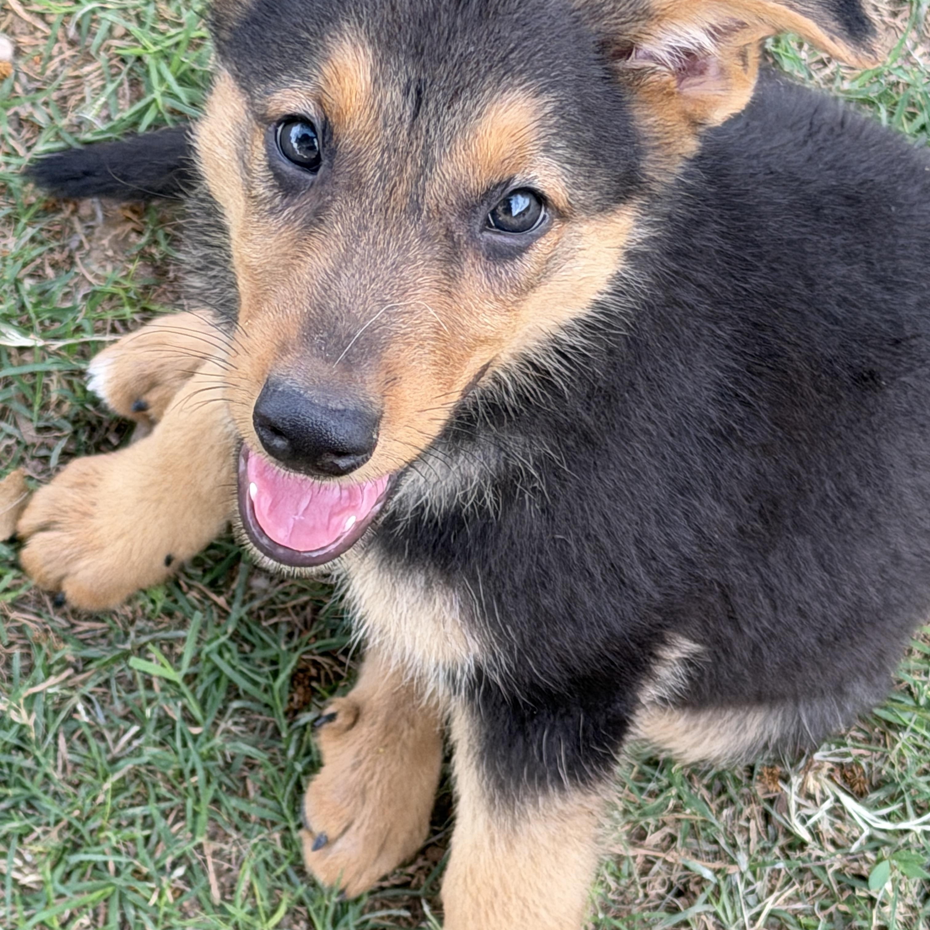 Enlarge Bolt, an adoptable mixed breed in Gilbert, AZ image 6/6