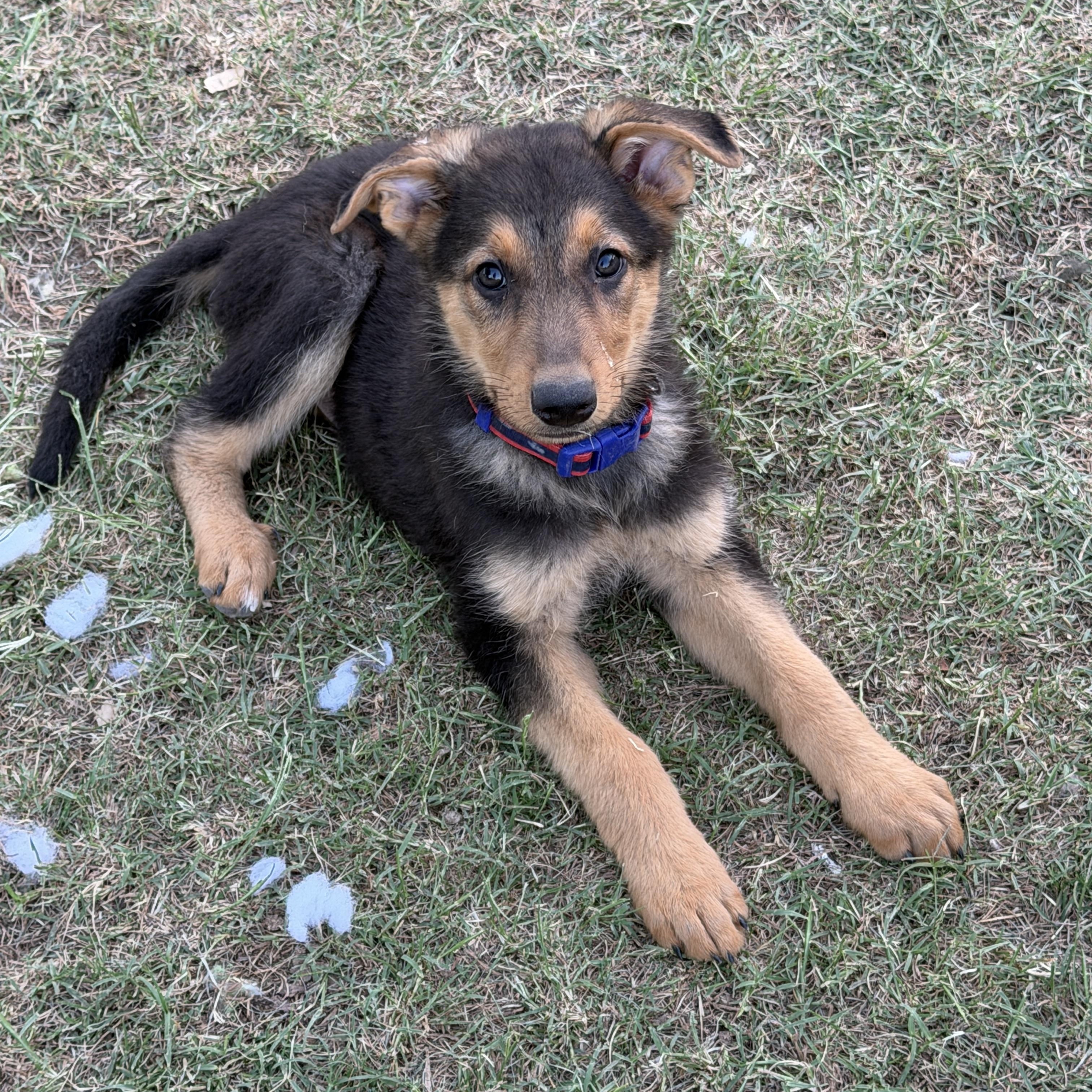 Enlarge Bolt, an adoptable mixed breed in Gilbert, AZ image 3/6