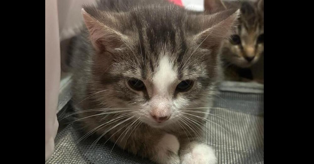 Enlarge Chica, a Adoptable Domestic Short Hair in East hartford, CT image 1/5