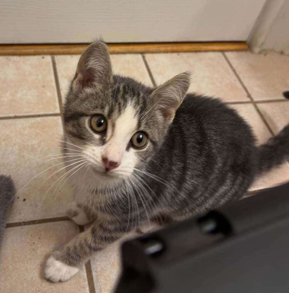 Enlarge Chica, a Adoptable Domestic Short Hair in East hartford, CT image 2/5