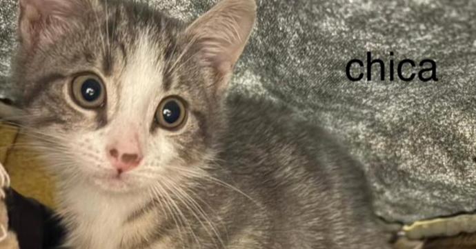 Enlarge Chica, a Adoptable Domestic Short Hair in East hartford, CT image 3/5