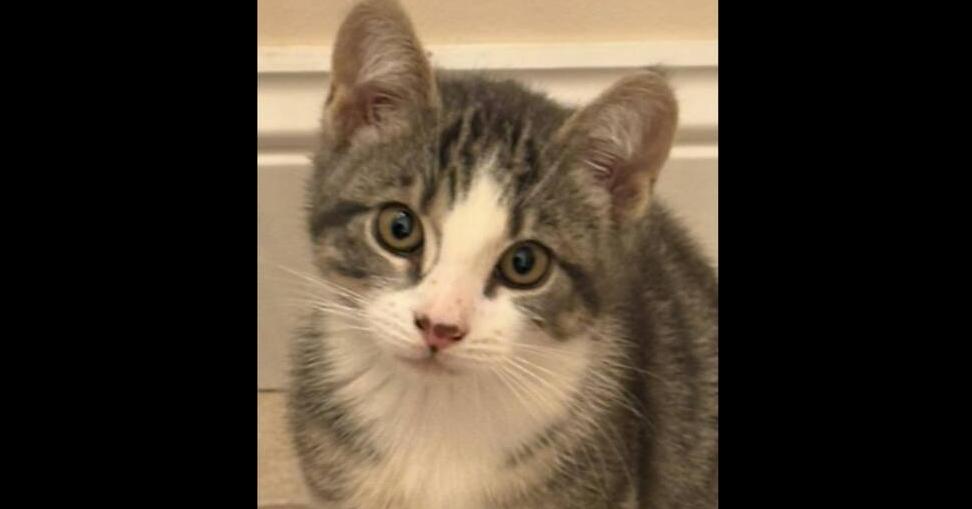 Enlarge Chica, a Adoptable Domestic Short Hair in East hartford, CT image 4/5