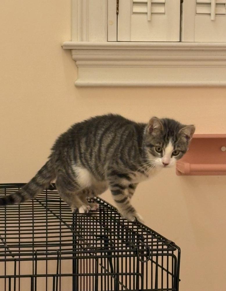 Enlarge Chica, a Adoptable Domestic Short Hair in East hartford, CT image 5/5