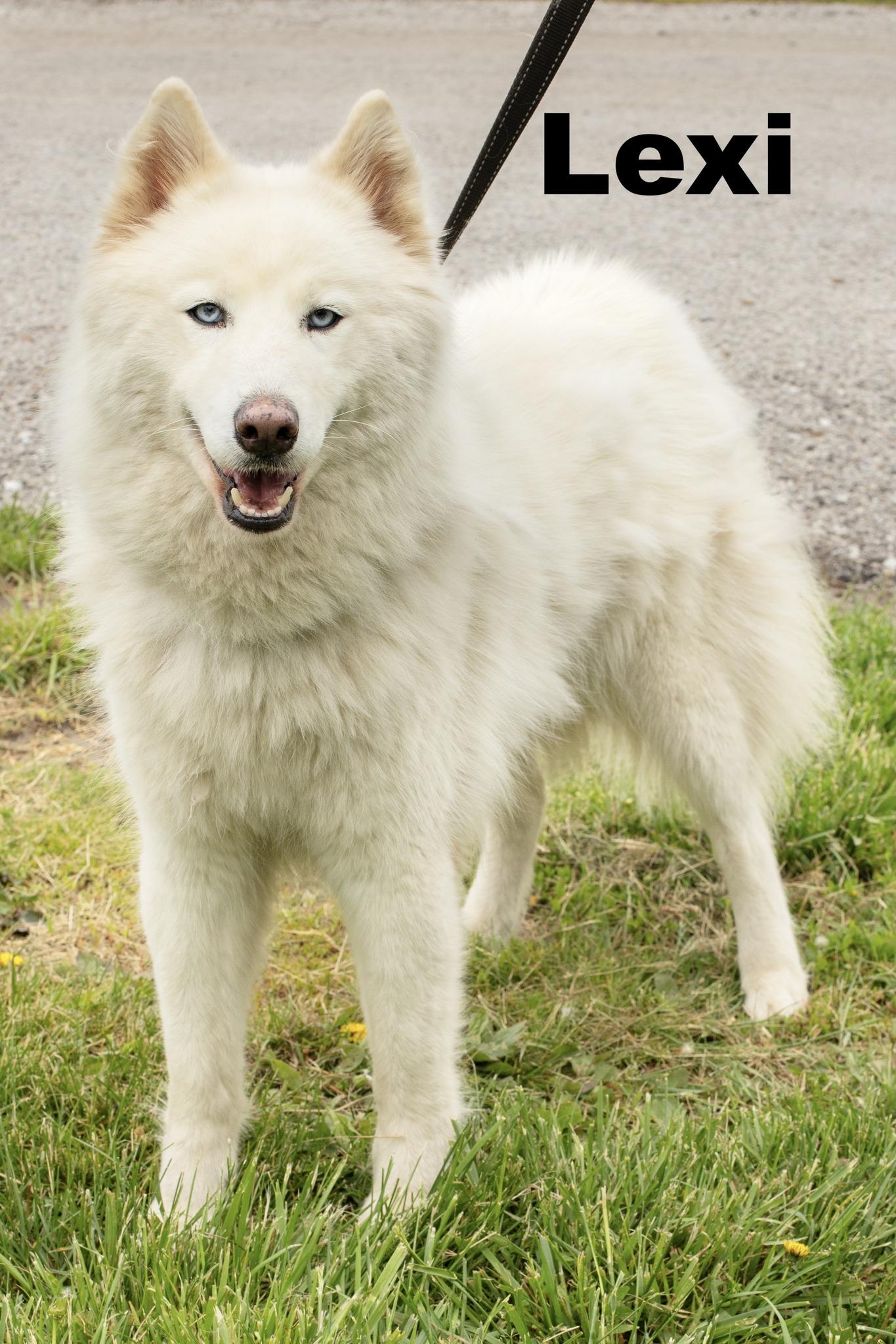 Enlarge Lexi, an adoptable Husky in Macomb, IL image 1/1