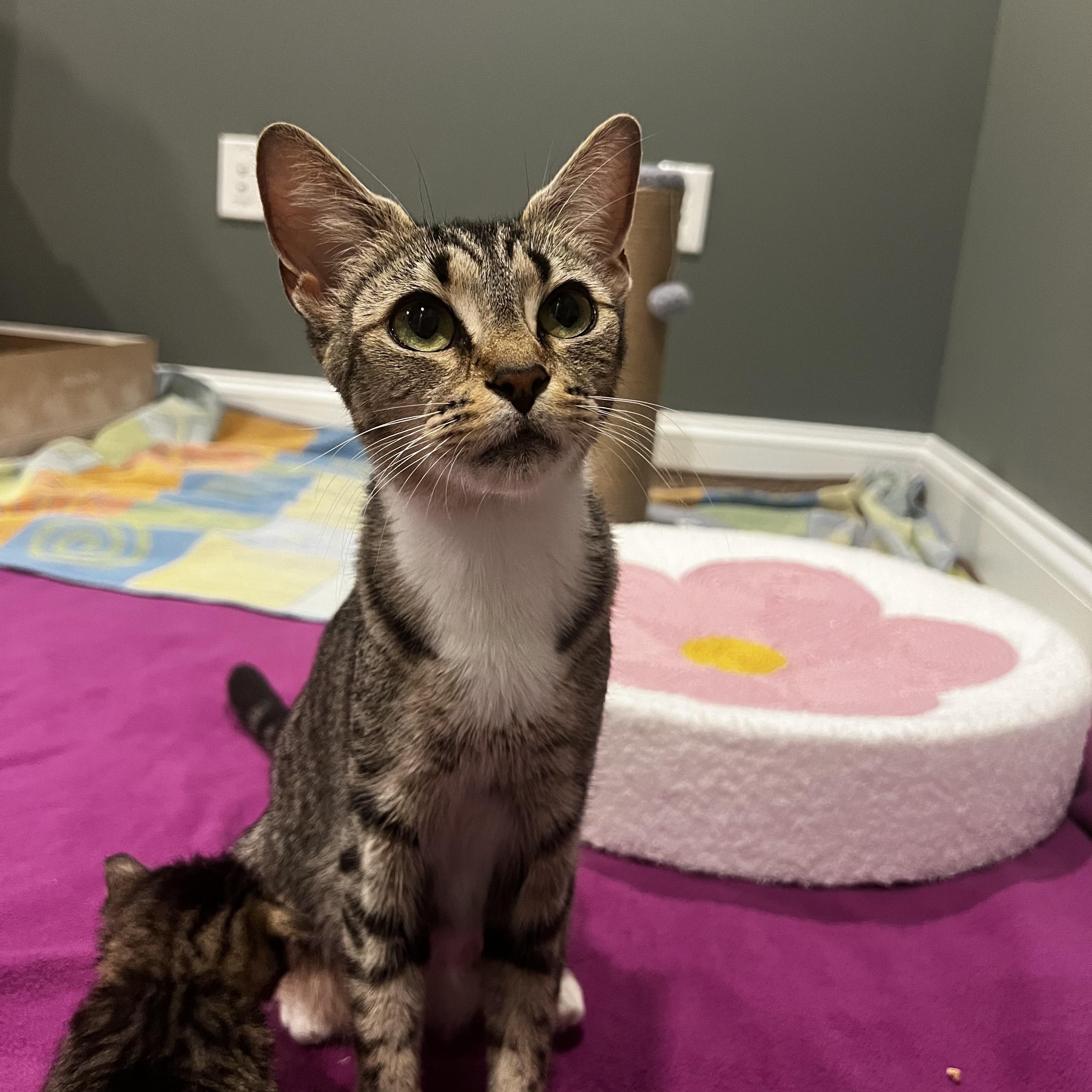 Enlarge Aurora, a ADOPTABLE Domestic Short Hair in Columbia, MD image 1/3