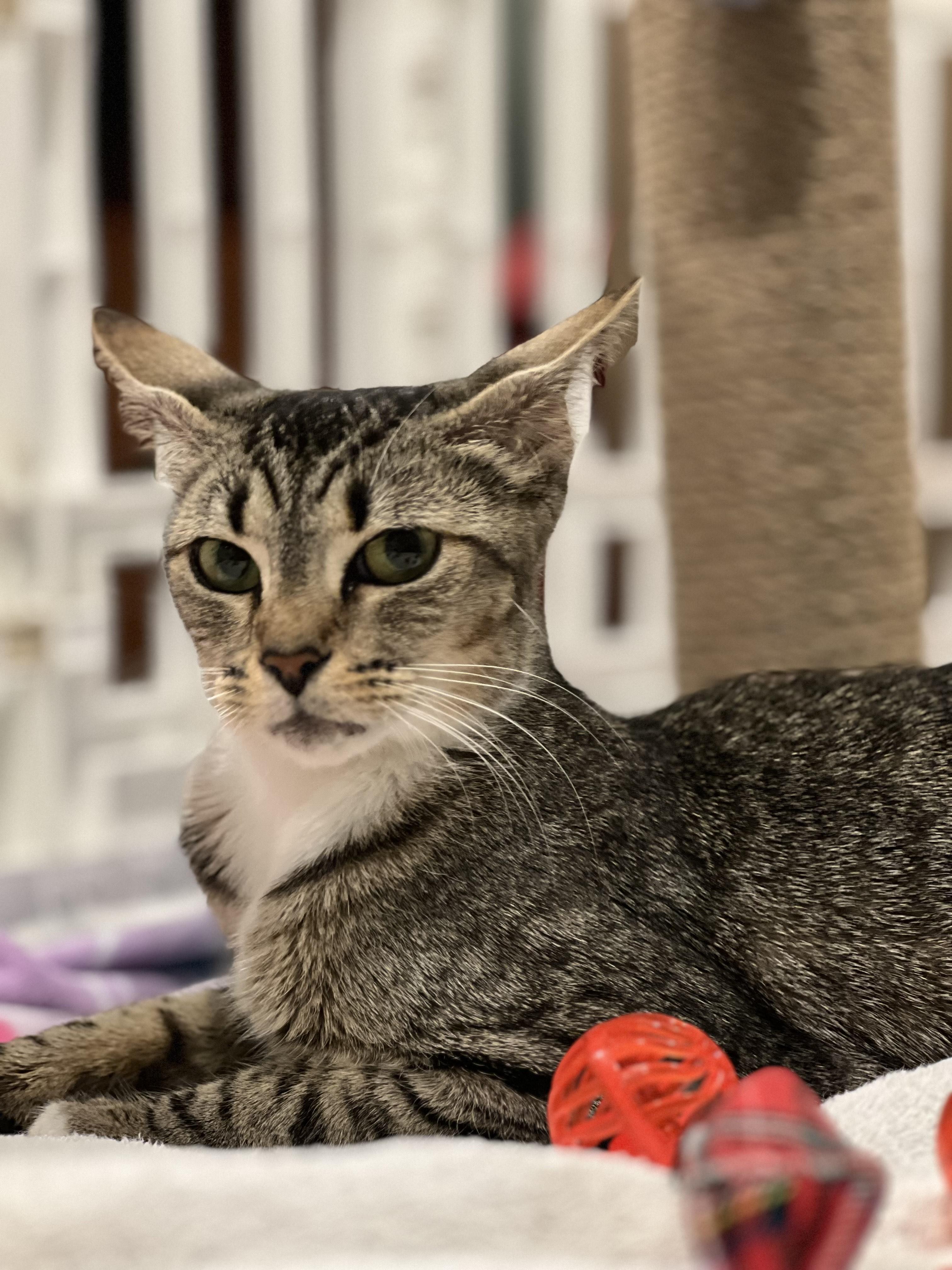 Enlarge Aurora, a ADOPTABLE Domestic Short Hair in Columbia, MD image 2/3