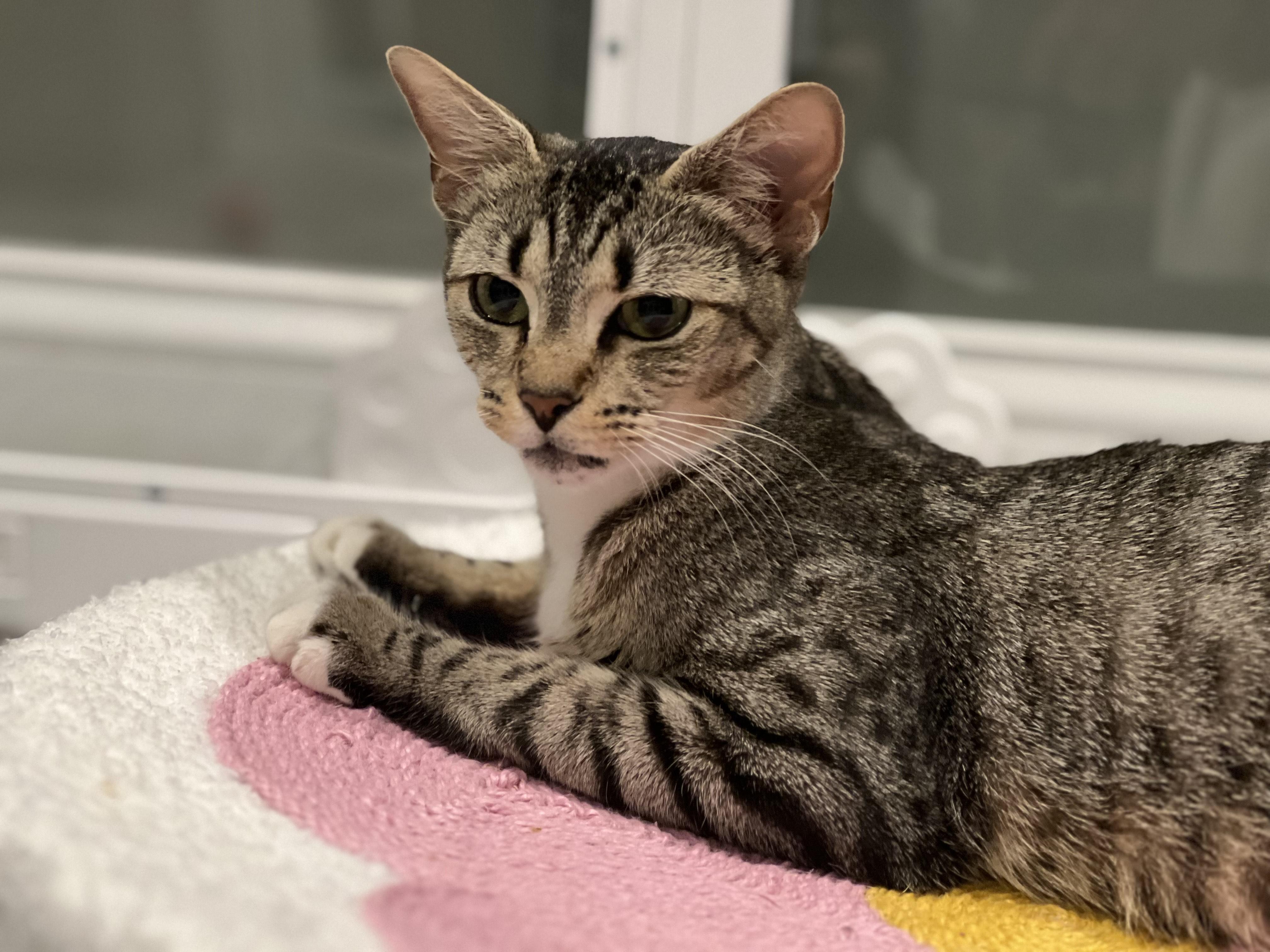 Enlarge Aurora, a ADOPTABLE Domestic Short Hair in Columbia, MD image 3/3