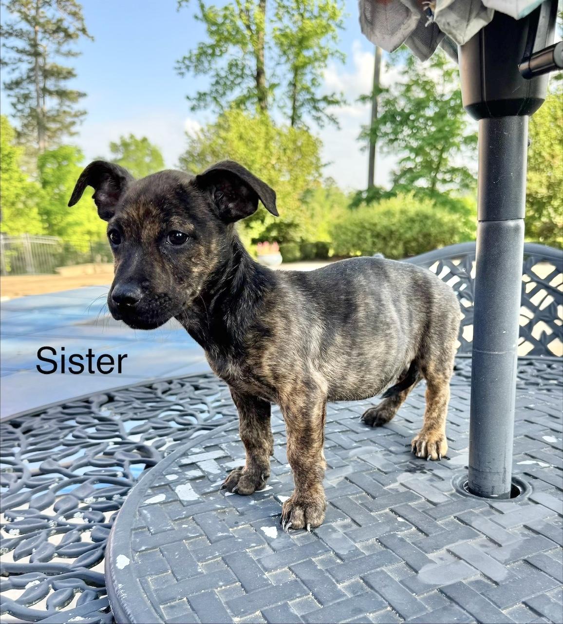 Enlarge Sister, an adopted Terrier in Manchester, CT image 2/2