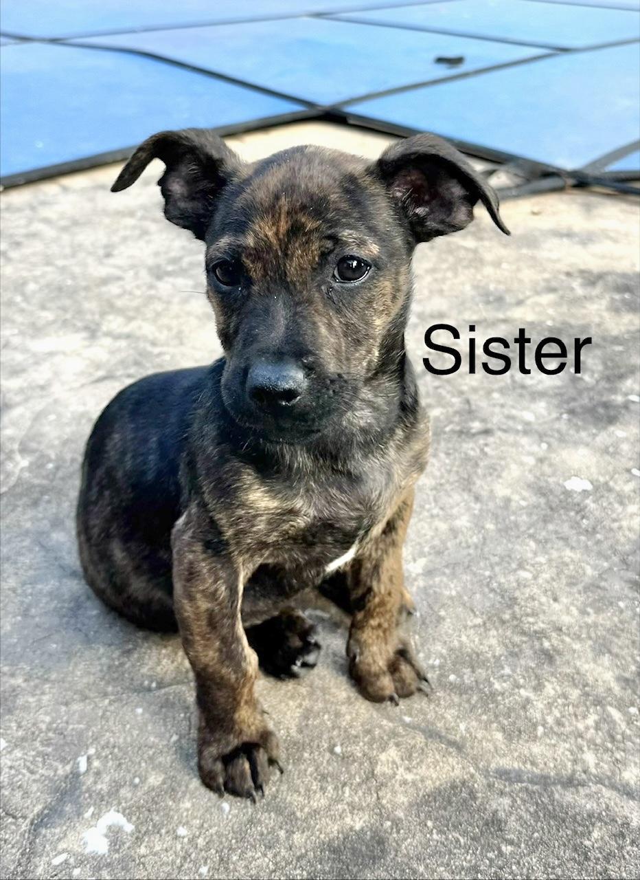 Sister, adopted, Puppy Female Terrier.