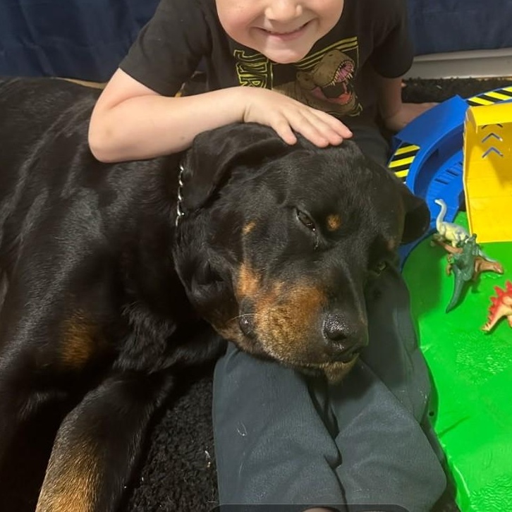 Enlarge Zeus, a ADOPTABLE Rottweiler in Redmond, WA image 2/6