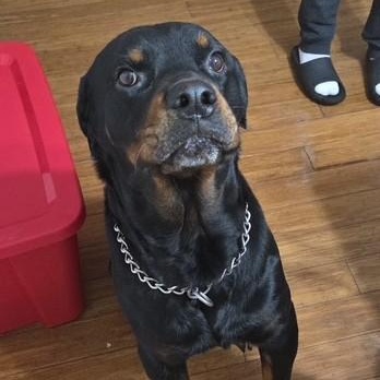 Enlarge Zeus, a ADOPTABLE Rottweiler in Redmond, WA image 1/6