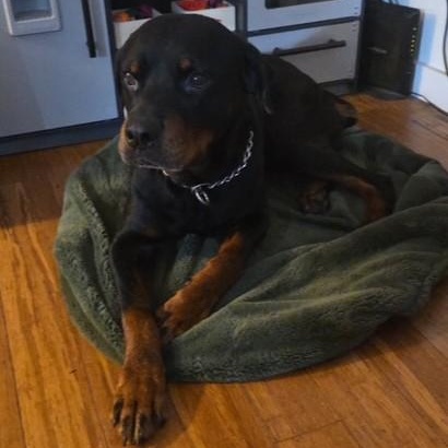 Enlarge Zeus, a ADOPTABLE Rottweiler in Redmond, WA image 5/6