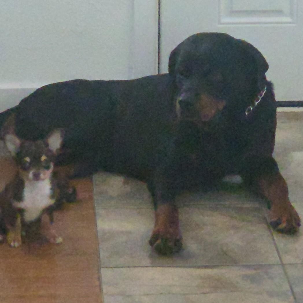 Enlarge Zeus, a ADOPTABLE Rottweiler in Redmond, WA image 4/6