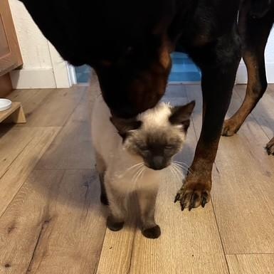 Enlarge Zeus, a ADOPTABLE Rottweiler in Redmond, WA image 6/6