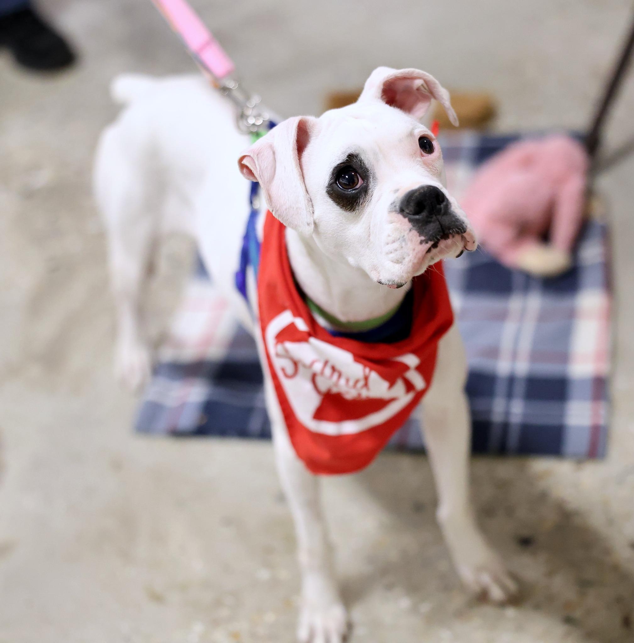 Rizzo, a Adoptable mixed breed image 1/5