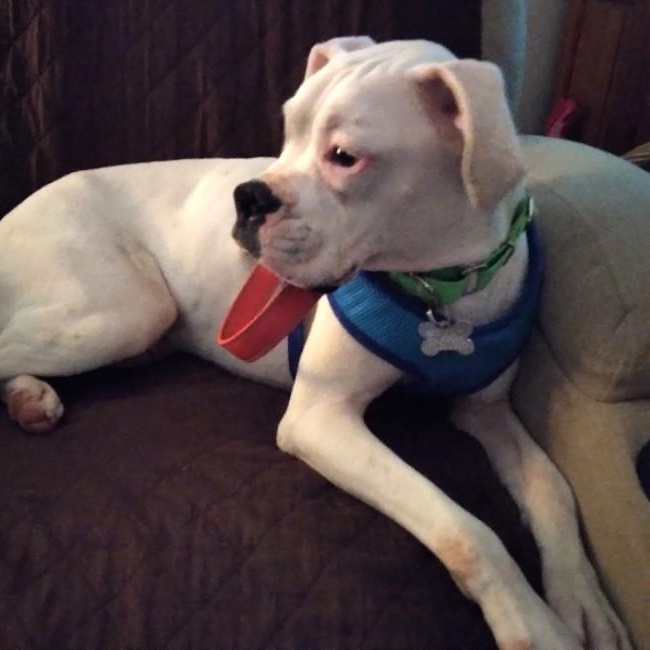 Rizzo, a Adoptable mixed breed image 5/5