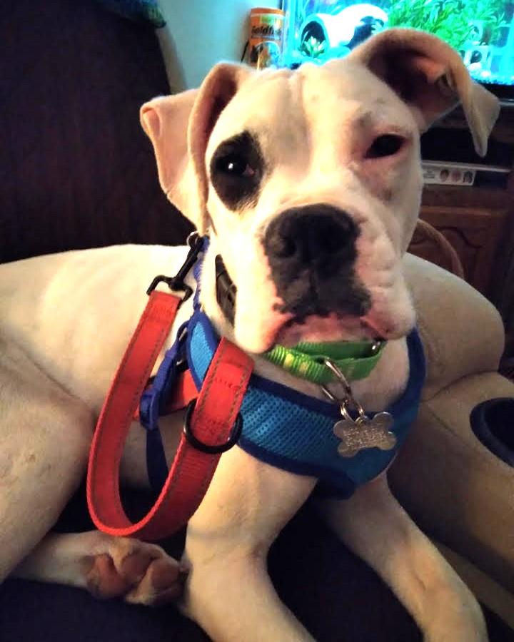 Rizzo, Adoptable, Adult Female Boxer & Mixed Breed.