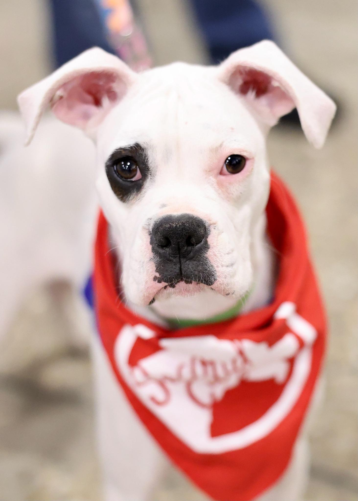 Rizzo, a Adoptable mixed breed image 3/5