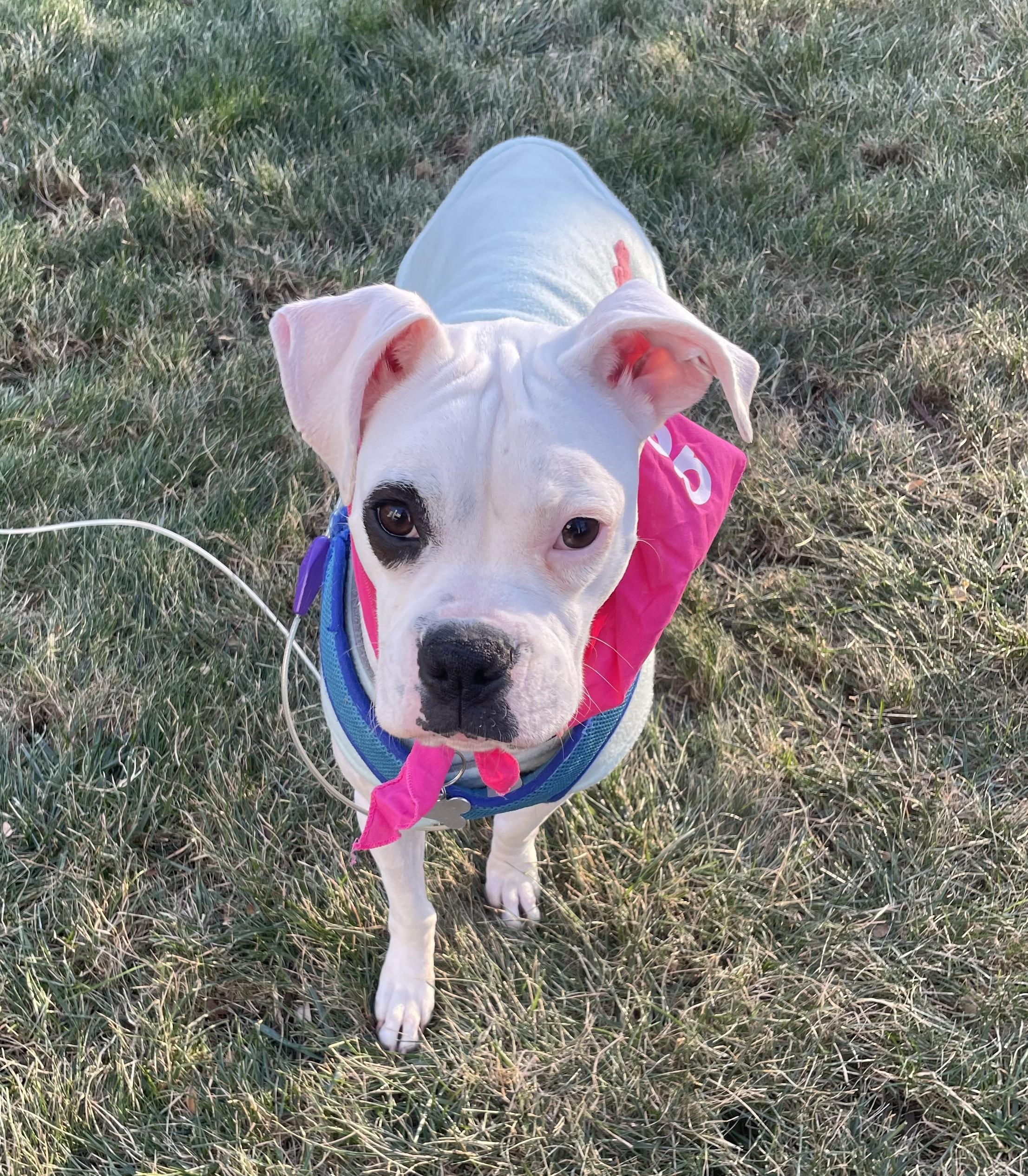 Rizzo, a Adoptable mixed breed image 2/5