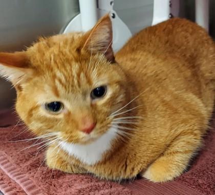 Mr. Tibbs — thumbnail 2