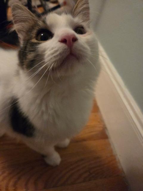 Doug Funnie, Adoptable, Kitten Male Domestic Medium Hair.