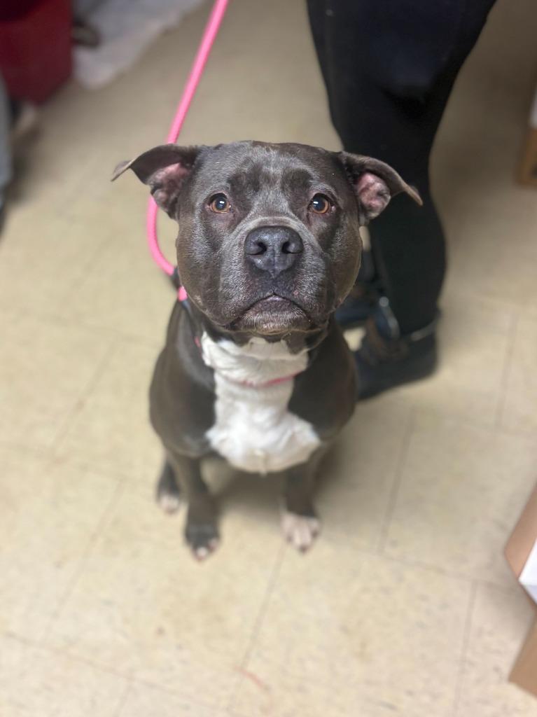 Enlarge Crobat, a Adoptable mixed breed in Chillicothe, OH image 1/1