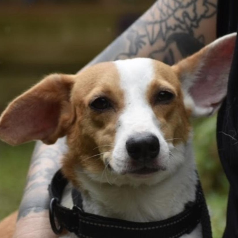Enlarge Emerald Pool, a ADOPTABLE mixed breed in Brooklyn, NY image 2/2