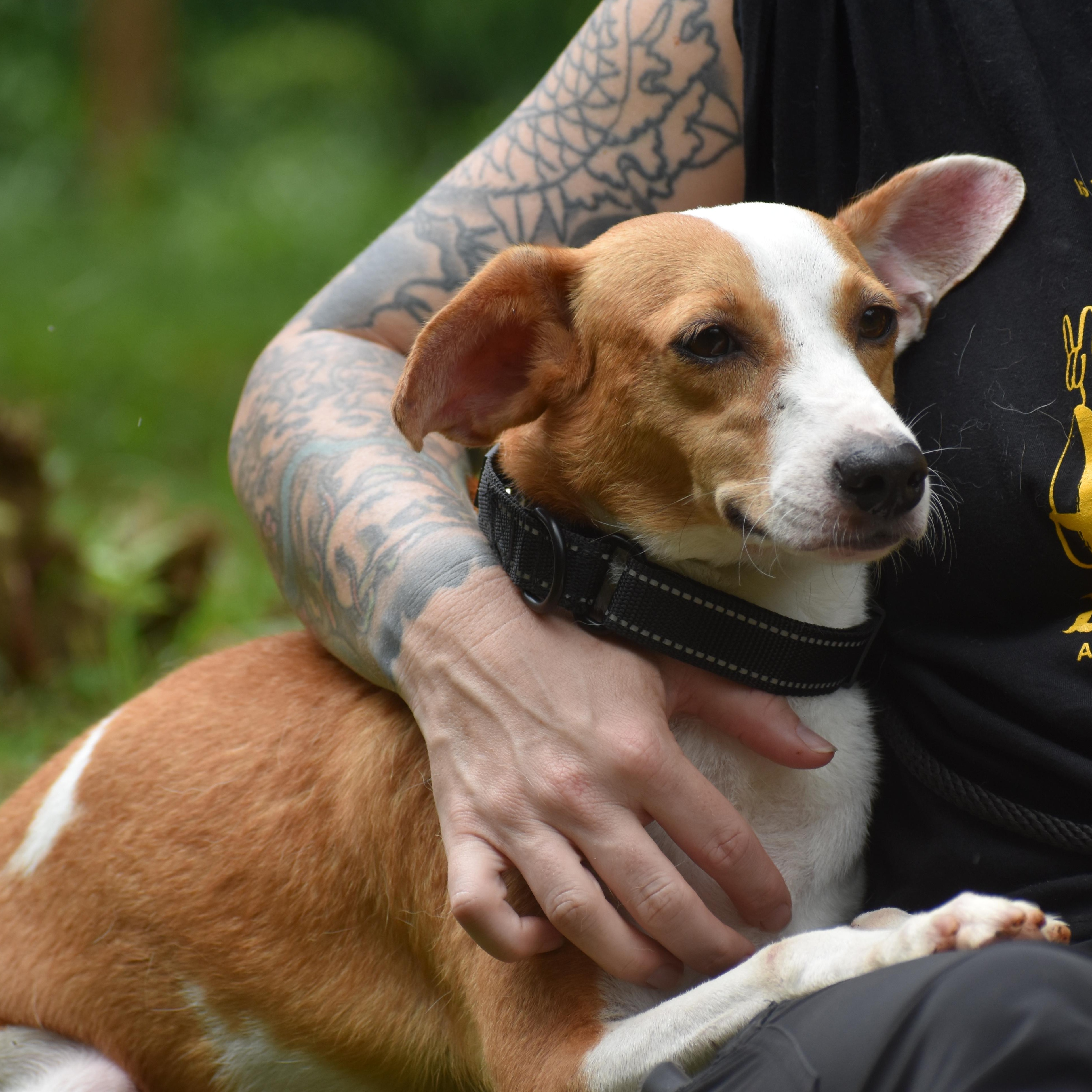 Emerald Pool, ADOPTABLE, Young Female Jack Russell Terrier.