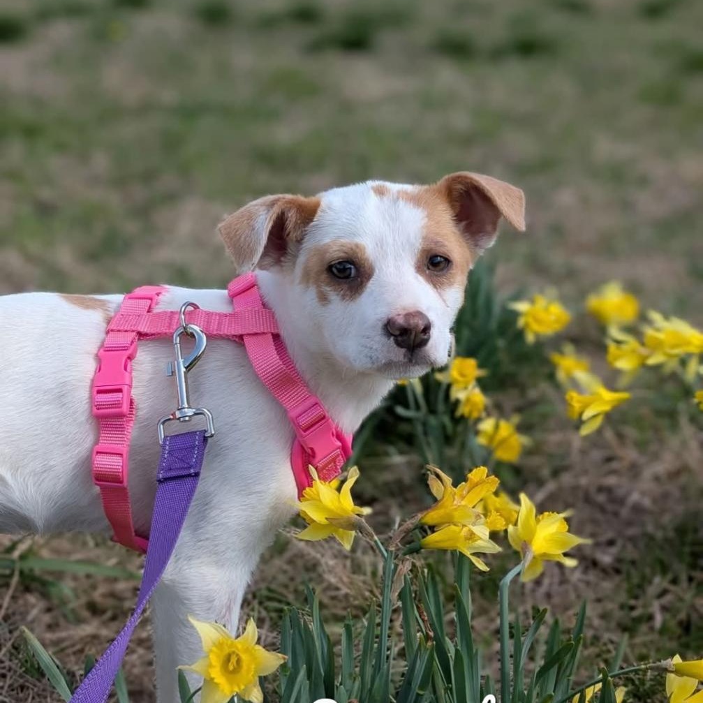 Enlarge Savannah, an adoptable mixed breed in Spring hill, TN image 2/3