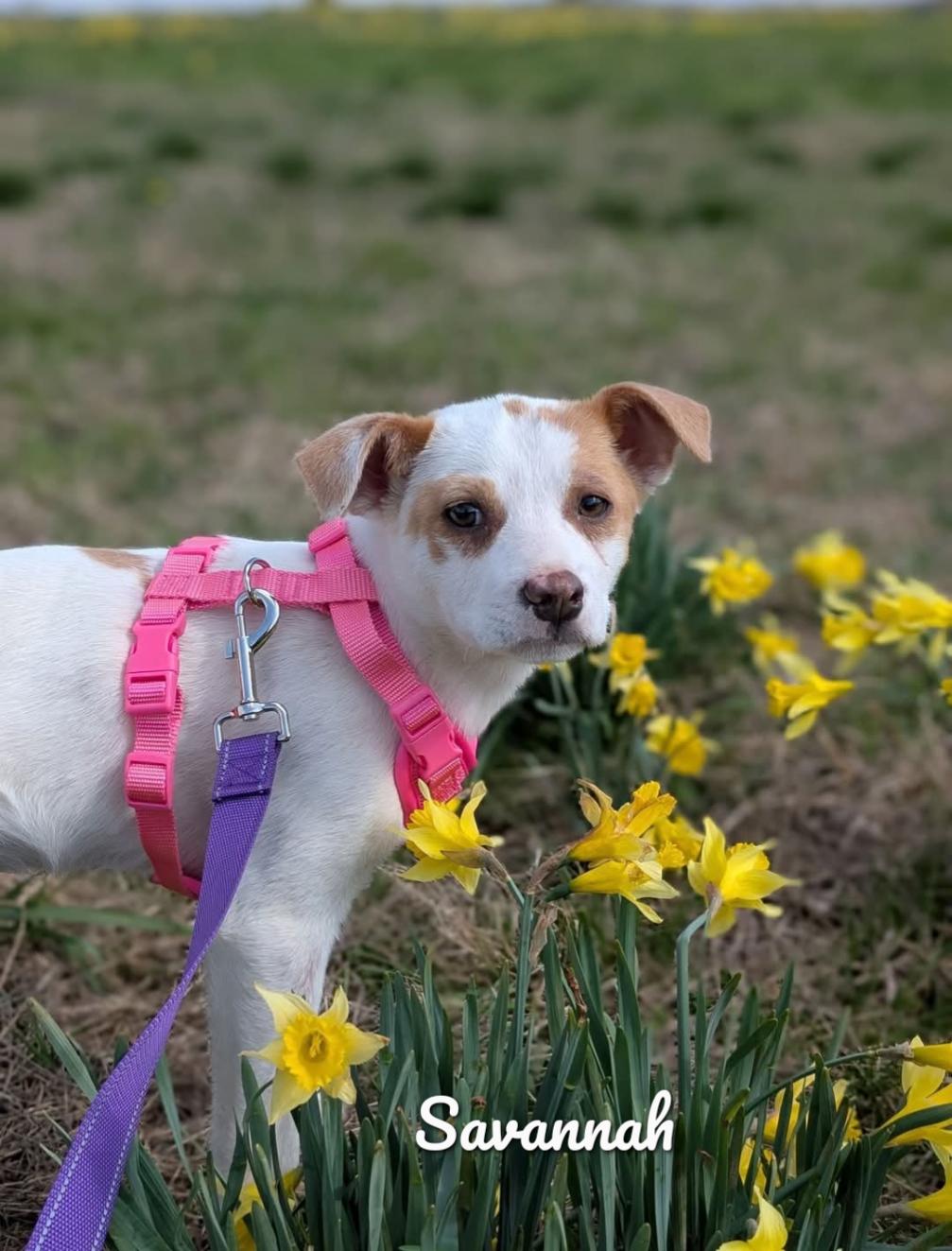 Savannah, a ADOPTABLE mixed breed in Spring hill, TN image 1/3
