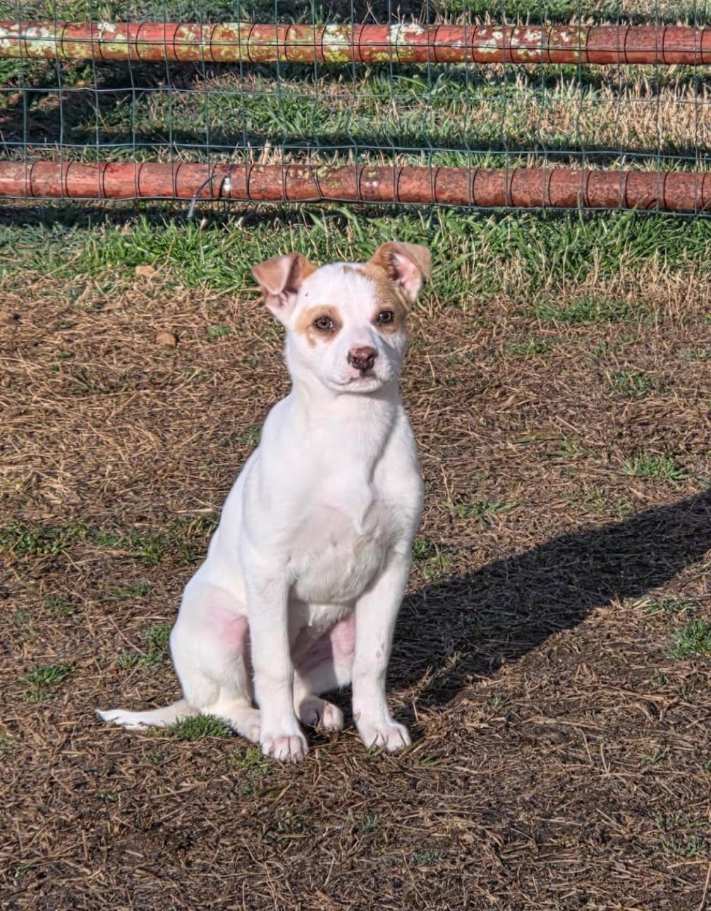 Savannah, a ADOPTABLE mixed breed in Spring hill, TN image 3/3
