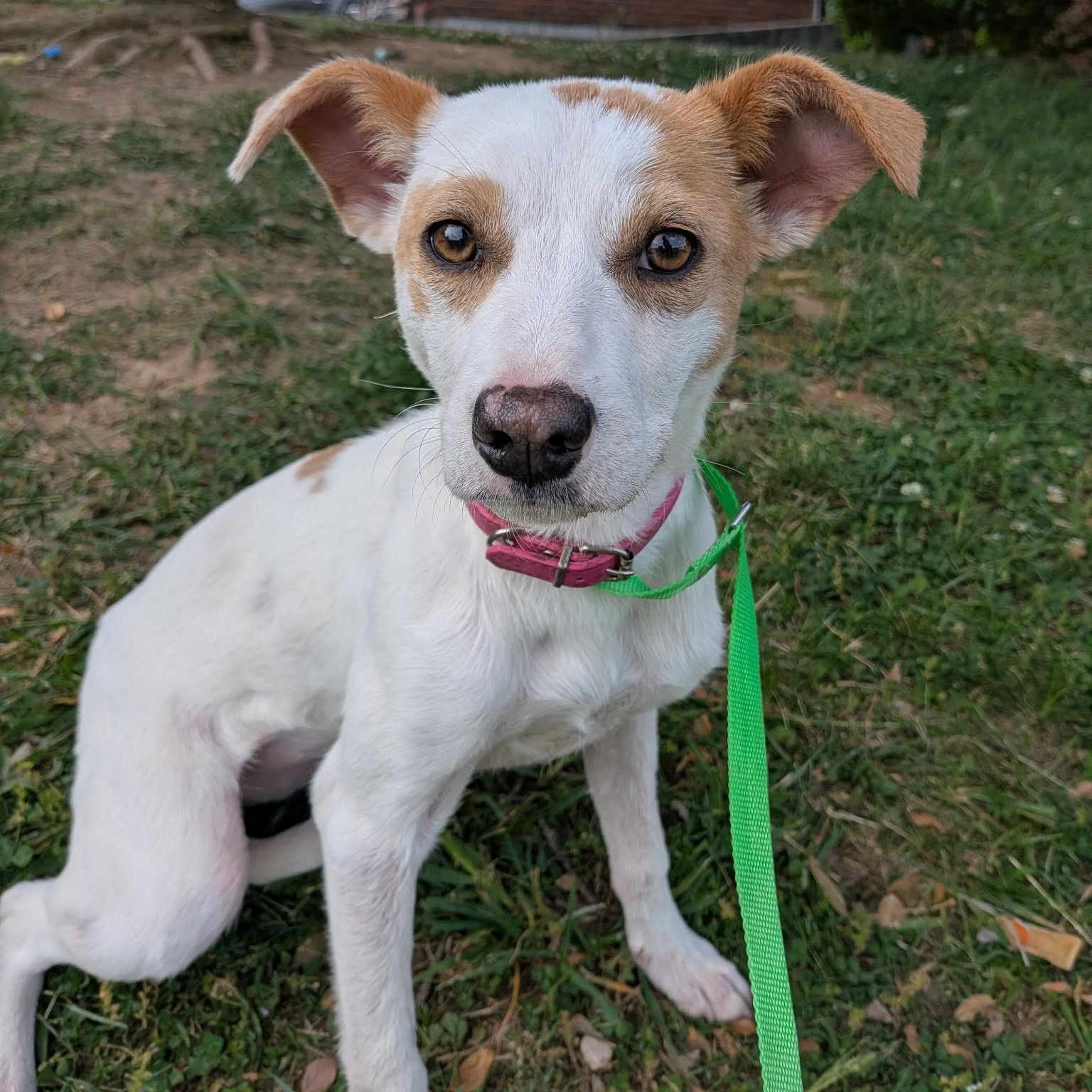 Enlarge Savannah, an adoptable mixed breed in Spring hill, TN image 1/3